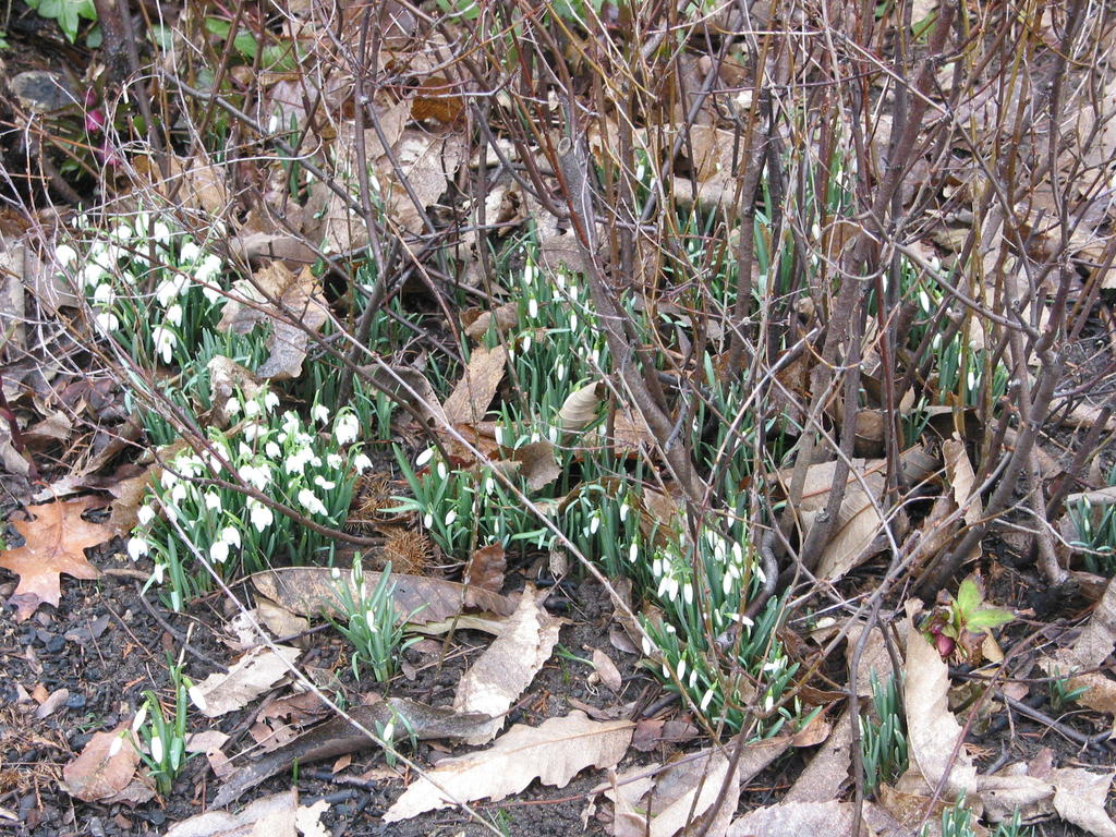 Märzenbecher und Schneeglöckchen im alten Laub Saxdorfer Pfarrgarten