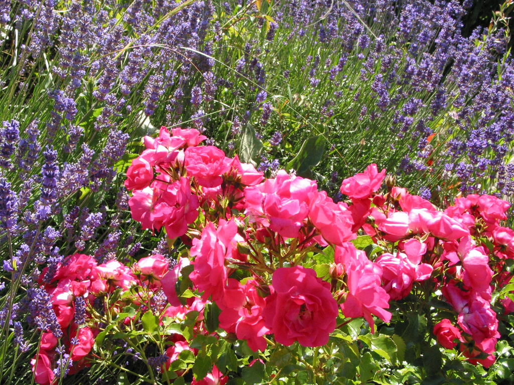 Rose mit Lavendel Saxdorfer Pfarrgarten