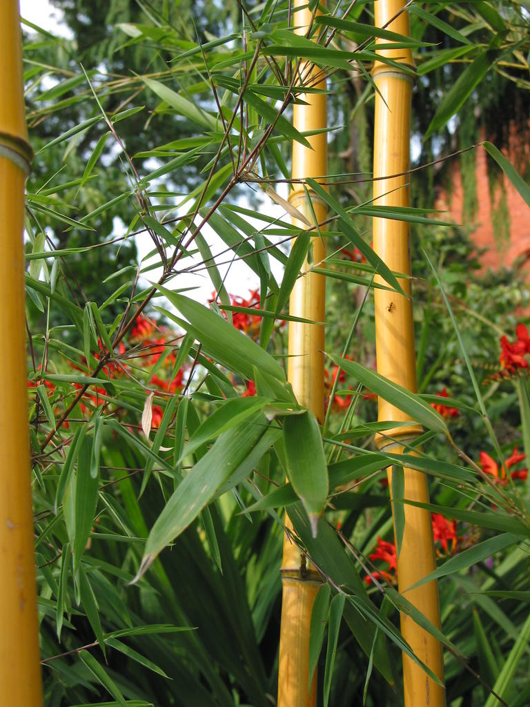 gelber Bambus Saxdorfer Pfarrgarten