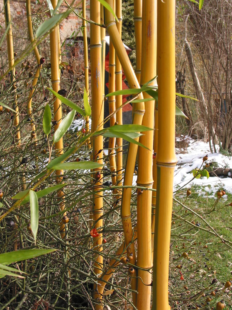 gelber Bambus Saxdorfer Pfarrgarten
