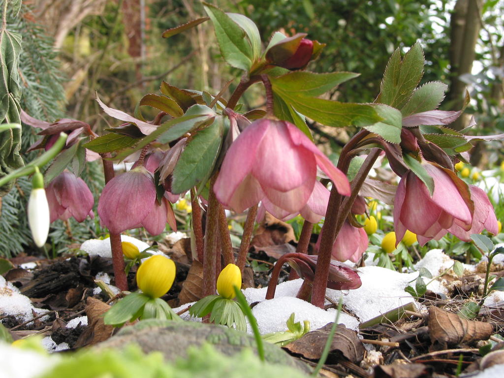 Lenzrosen Saxdorfer Pfarrgarten