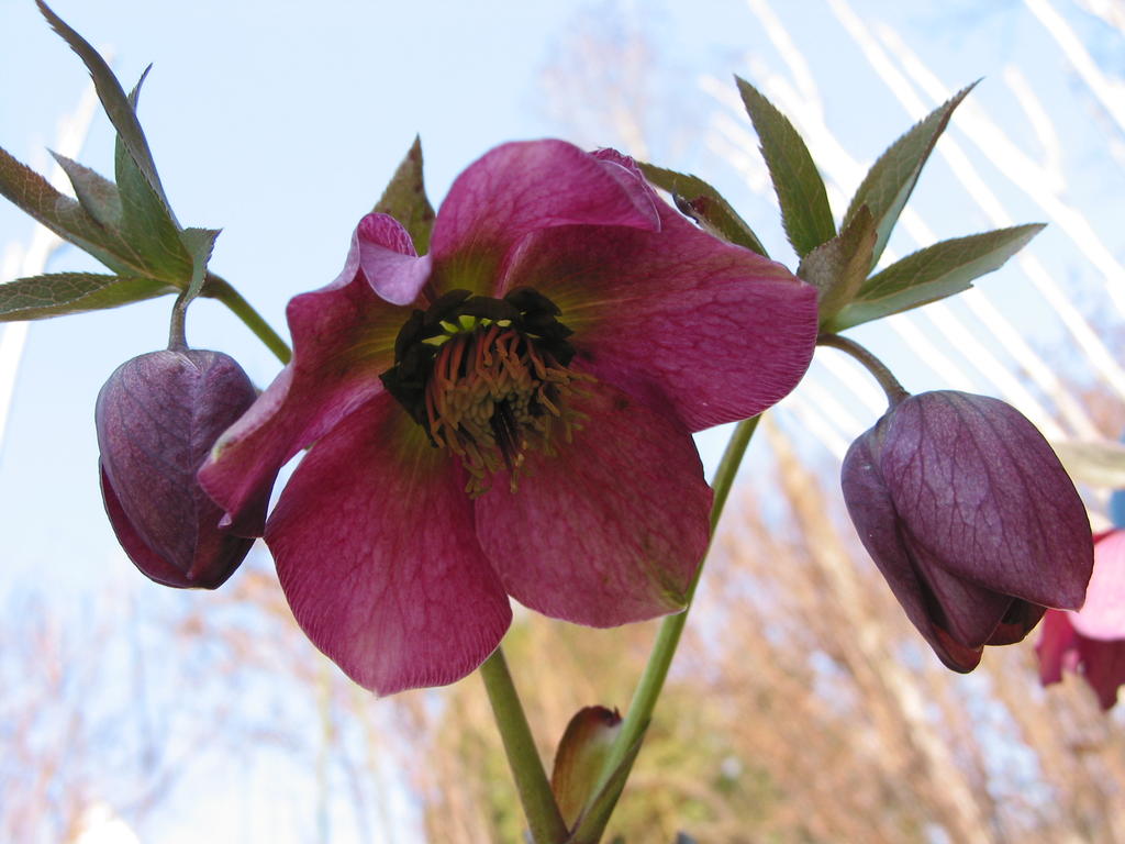 Lenzrosen Saxdorfer Pfarrgarten