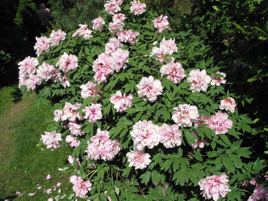 Strauchponie  Saxdorfer Pfarrgarten