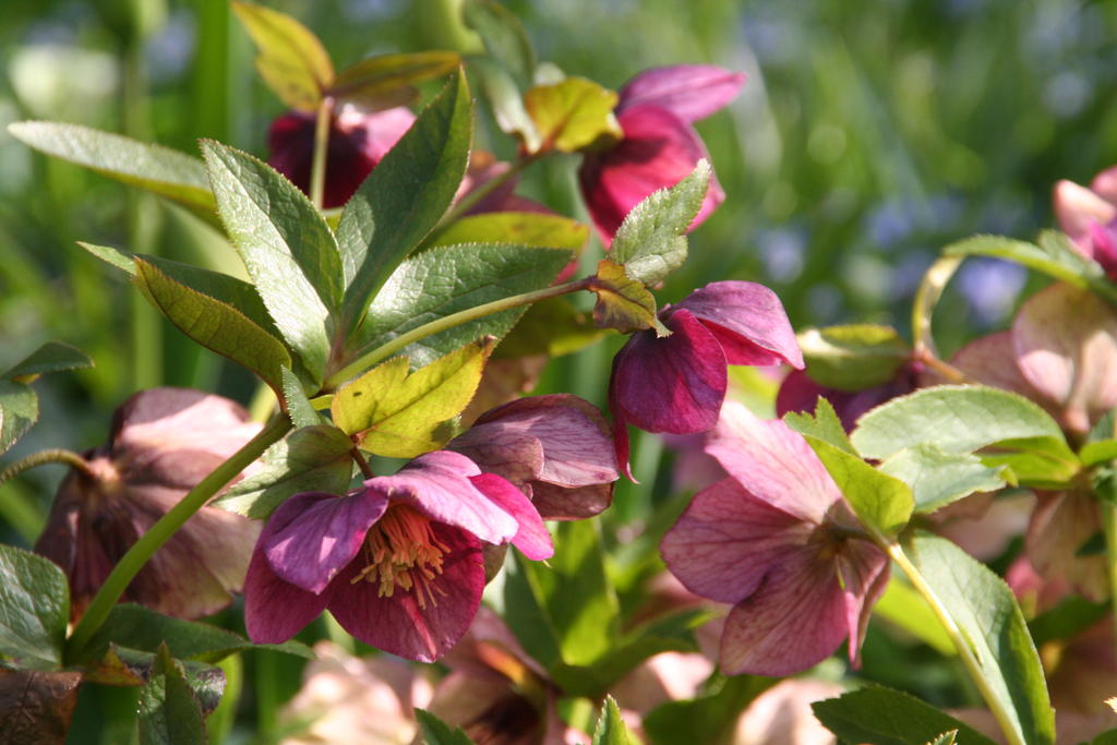 Lenzrosen Saxdorfer Pfarrgarten
