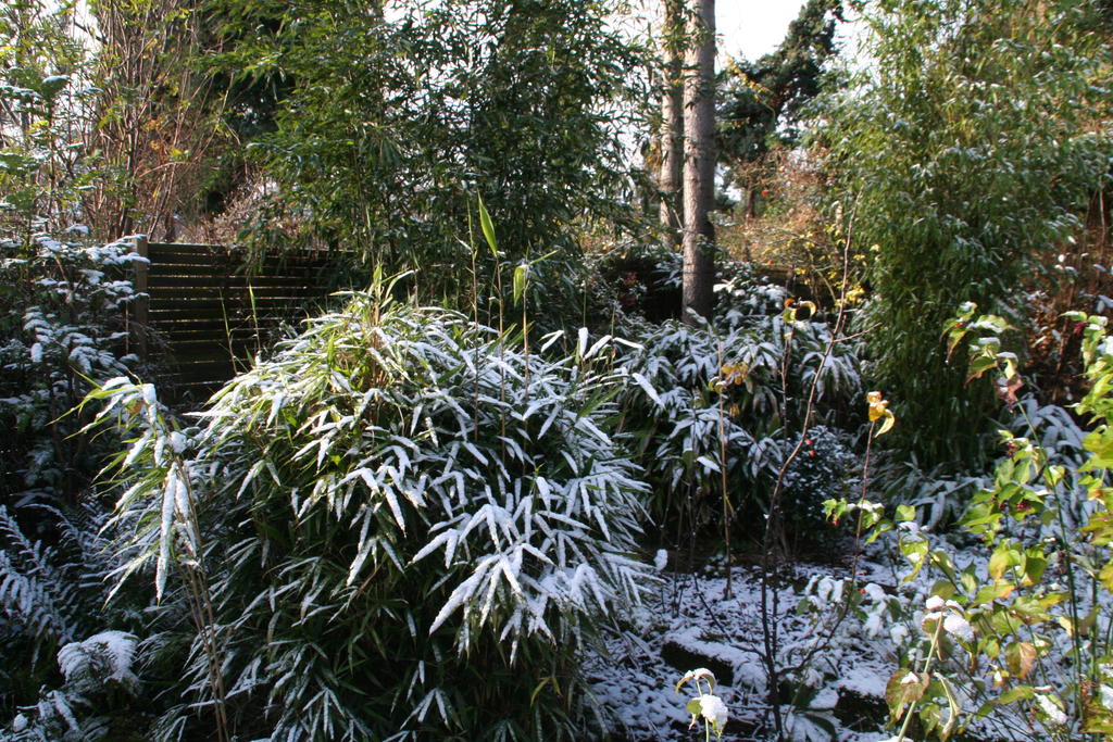 Bambus Im Winter