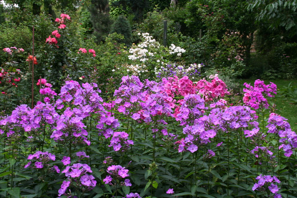 Phlox Saxdorfer Pfarrgarten