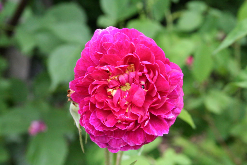 La Noblesse (1842) Saxdorfer Pfarrgarten