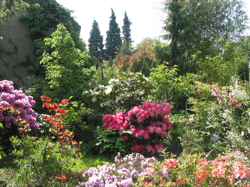 Rhododendron mit Azaleen