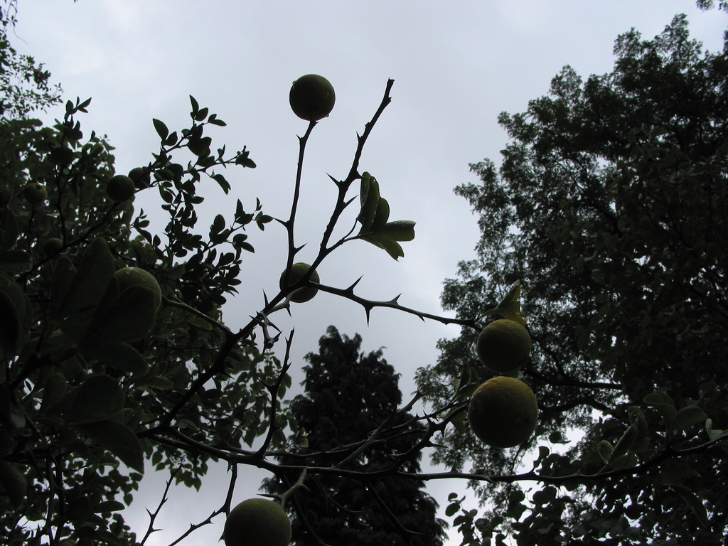Poncirrus trifoliata (winterharte Zitrone)