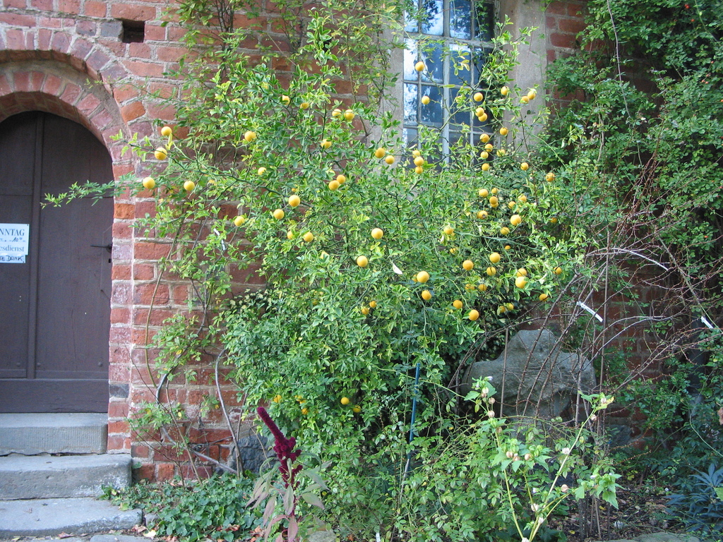 Poncirrus trifoliata (winterharte Zitrone)
vor der Saxdorfer Kirche