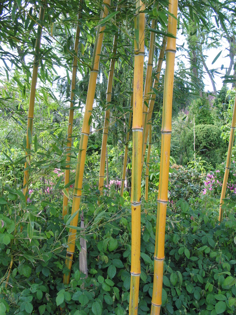 gelber Bambus