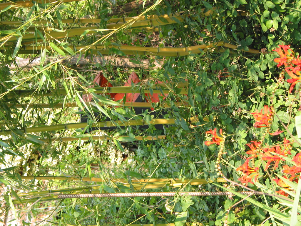 Durchblicke auf Holzskulptur (vor gelbem Bambus)