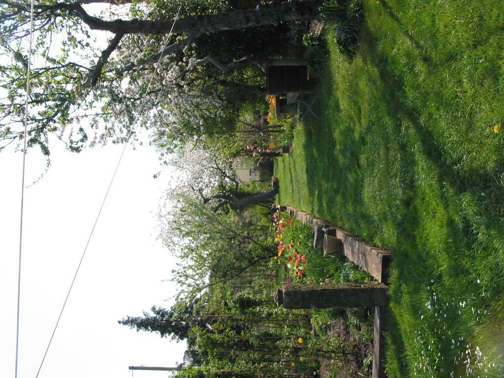 Tulpen im Bauerngarten mit blühenden Obstbäumen