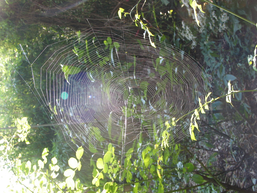 Spinnennetze