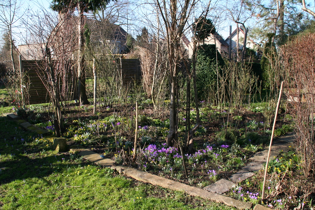 spätwinterlicher Garten mit Krokussen und Winterlingen