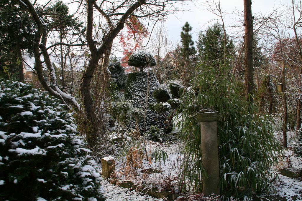 Buxus und Bambus setzen grüne Akzente im winterlichen Garten