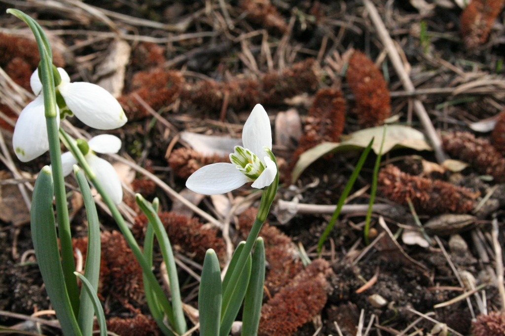 Schneeglöckchen wachsen in Saxdorf in großer Vielfalt. Der Kenner achtet auf kleine Unterscheide in der Zeichnung der Kelch- und Hüllblätter.