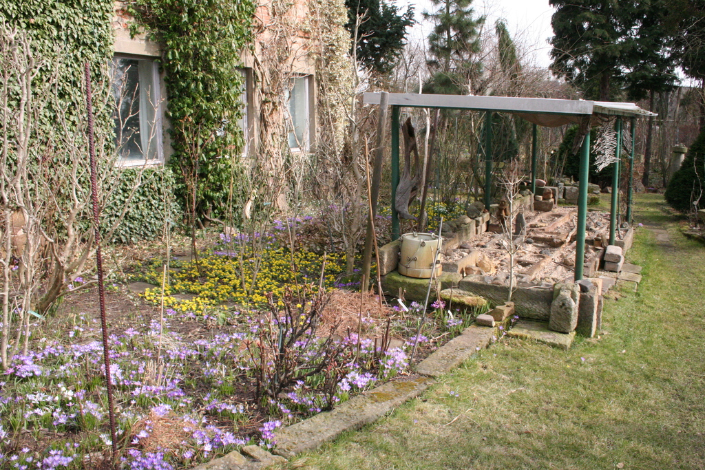 Krokusse, Märzenbecher, Schneeglöckchen und Winterlinge bedecken große Flächen im Garten