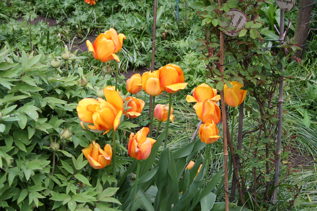 7. Mai 2013: Tulpen