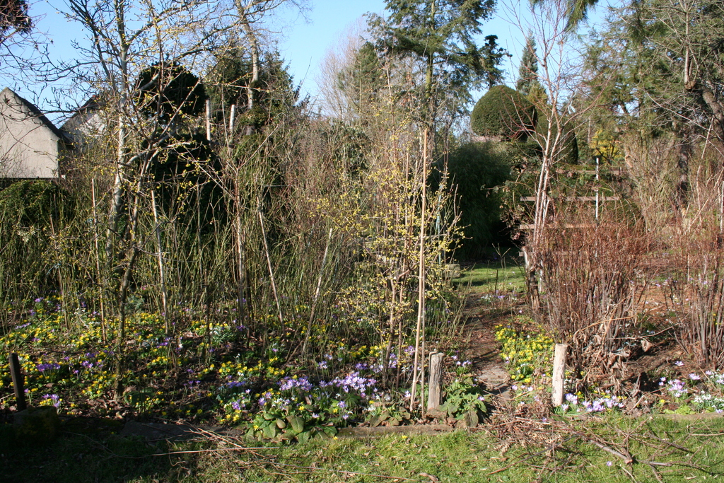 Februar 2014: Ein Garten voller Frühblüher