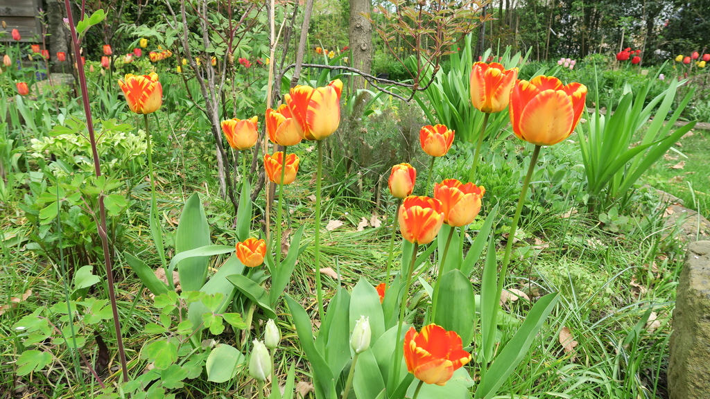 April 2016 - Tulpen