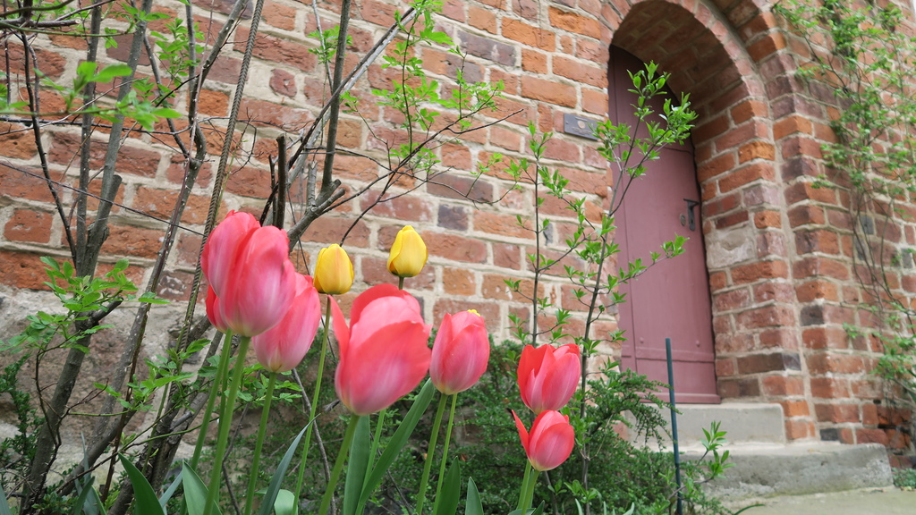 April 2016 - Tulpen am Eingang zur Kirche