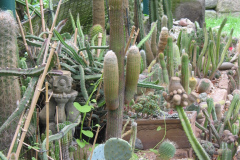 Kakteenbeet