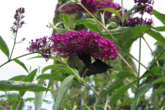 Schmetterlingsflieder