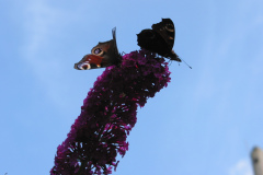 Schmetterlingsflieder