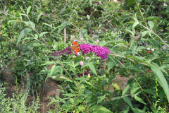 Schmetterlingsflieder