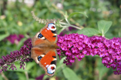 Schmetterlingsflieder