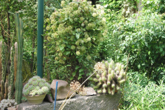 Kakteen und Clematis
