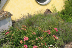 Begrüntes Dach der Galerie: Rosen