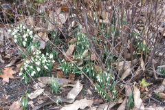 Märzenbecher und Schneeglöckchen im alten Laub