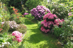 Rhododendron mit Azaleen