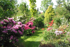 Azaleen und Rhododendron