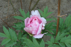 Strauchpäonie
