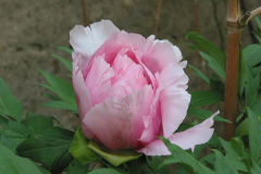 Strauchpäonie