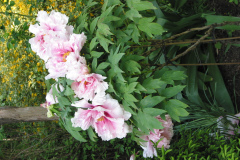 Strauchpäonie