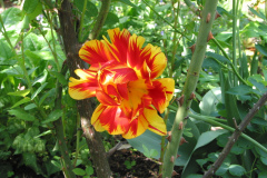 alte Tulpensorte