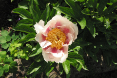 Strauchpäonie