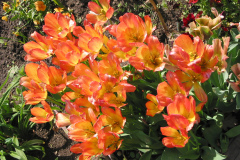 Tulpen