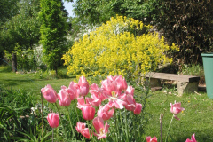 Tulpen