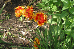 Tulpen