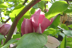 Magnolie