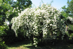 Lykkefund (Kletterrose, 1930)