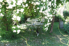 Lykkefund (Kletterrose, 1930) umrankt die Laube