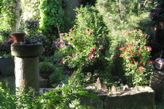 Gartenstimmung mit Rosen