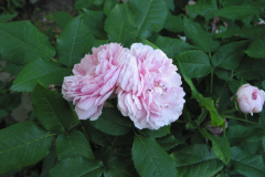 Rose Seven Sister