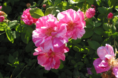 Rosa Mundi (Rosa Gallica, 1581)